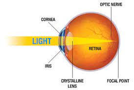 Retina is a Light-Sensitive Membrane Situated at the Rear of the Eye