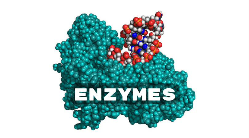 Structural Modeling of Plant Secondary Metabolites
Characterized by an Inhibitory Potential of Insect Enzymes