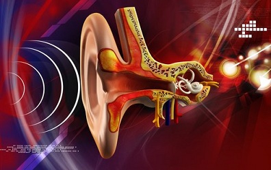 Acoustic-Wave Hearing Model, The Initial Stage-C:Hydroacoustics of the Inner Ear (Sound Field Formation in the Cochlea)