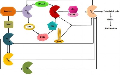 Computational Simulation of Retinal Angiogenesis Pathway towards the Identification of Effective Therapeutic Target and Screening of Drug Leads from Marine Metabolites