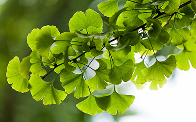 Plant Sex and Fluorescence Spectrum for Sucamore Maple (Acer pseudoplatanus L.) and Gingko (Ginkgo biloba)