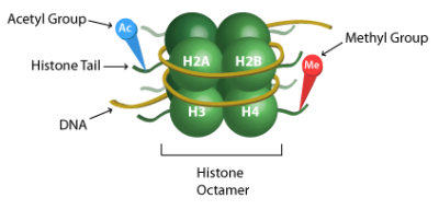 Quantitative Models Identify Histone Signatures of Poised Genes Prior to Cellular Differentiation