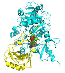 Young Researchers Forum on Structural Biology