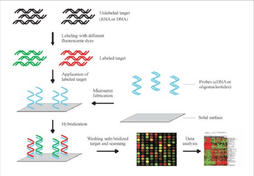 Different Types of Microarray Technologies