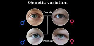 Genetic Variation in Mathematic Ability