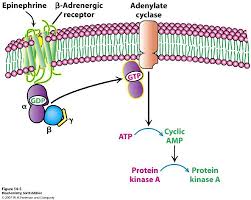 G-ProteinCoupled Receptors