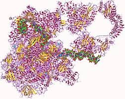 A Short Commentary on RNA Polymerase