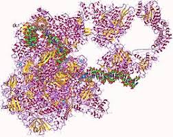 A Short Commentary on RNA Polymerase