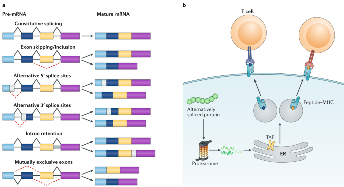 Examination of Alternative Splicing