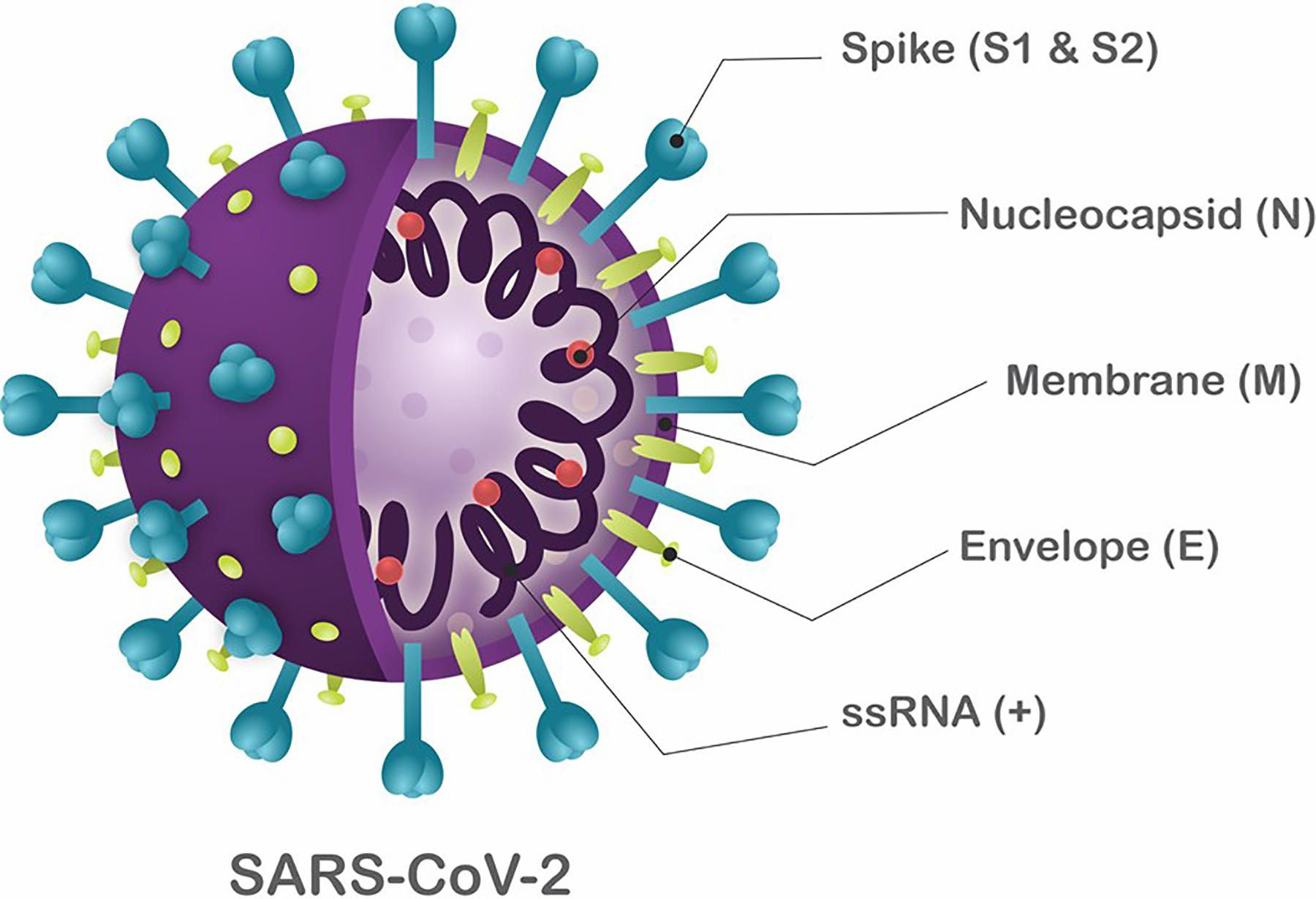 SARS-CoV-2Genome