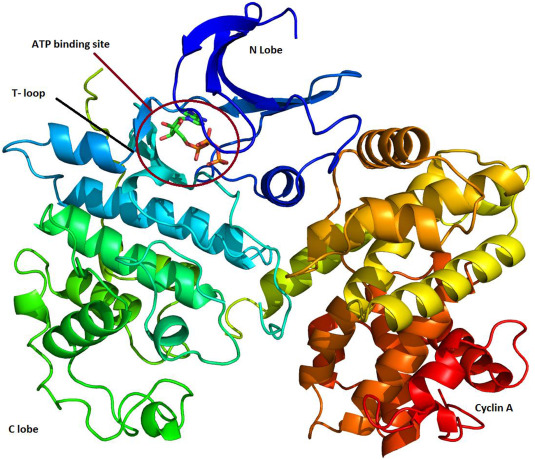 Noncovalent Interactions  Structural Analysis In cyclin dependent kinase complex