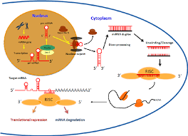 A Short note on MicroRNA Biogenesis