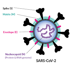An Overview of Sars-Cov-2 N Gene