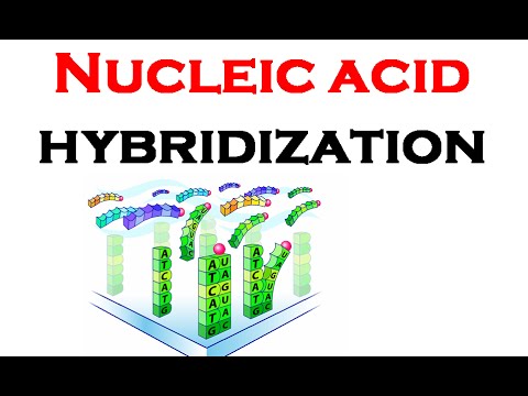 Detecting Nucleic Acids through Hybridization and Amplification Assays