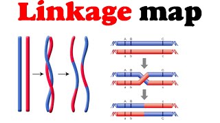 Linkage Maps: How to Use and Scaffold Them
