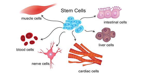 Cellular Differentiation in Development: An Overview