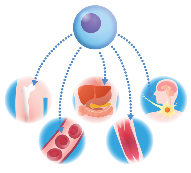 Epigenetics in Regenerative Medicine and Intellectual Impairment