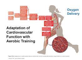 Cardiovascular Adaptation and Remodeling to Rigorous Athletic Training