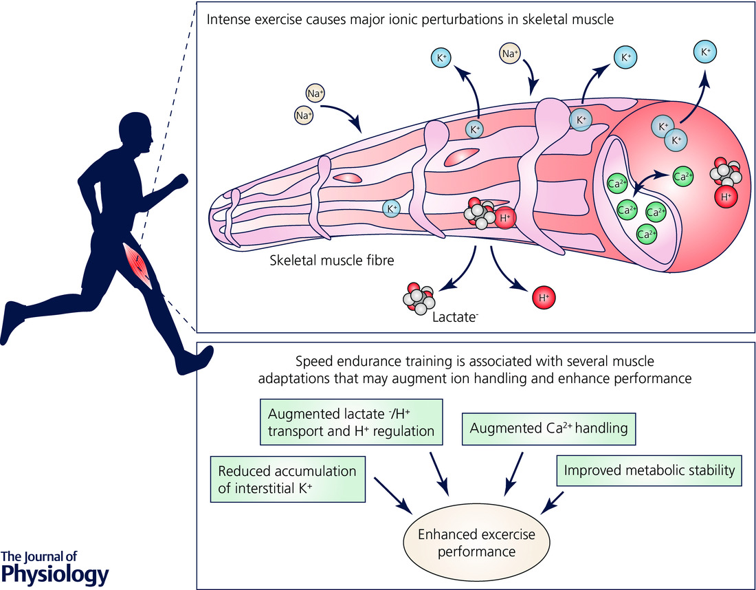 Effect of High Intensity Interval Training on Elite Athletes� Antioxidant Status