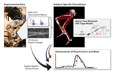 Electromyographic Activation Patterns during Handball Throwing By Experts and Novices