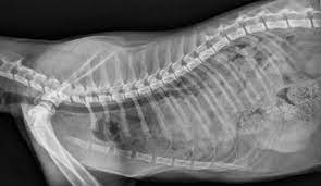 Stabilization of Multiple Rib Fractures in a Canine Model