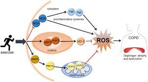Cellular Mechanisms Underlying Oxidative Stress in Human Exercise