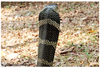 Human-King Cobra Conflict in Western Ghats Region of Sringeri, Karnataka, India