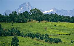 Fine Root Mass Production and Nutrient Concentration of Two Banj oak (Quercus leucotricophora) Forests in Central Himalaya