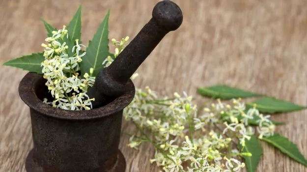 Medicinal Plants and Their Therapeutic uses by the Humans