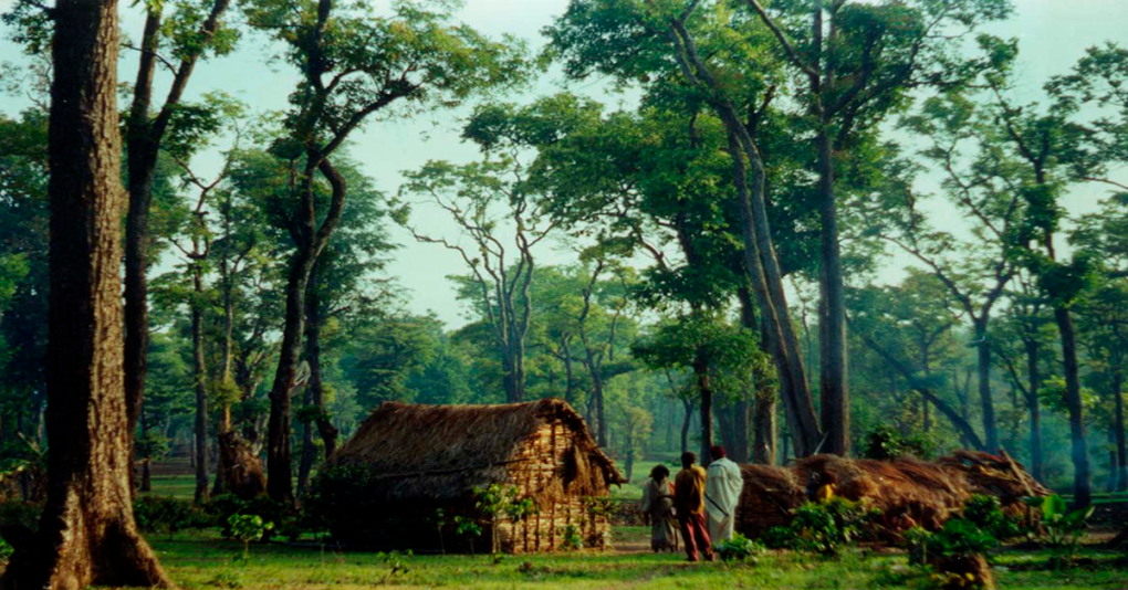 Importance, Determinants and Gender Dimensions of Forests for Communities in Essera District, Dawuro Zone, Ethiopia