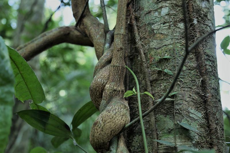 Tree Species Diversity in Miombo Woodlands in Malawi