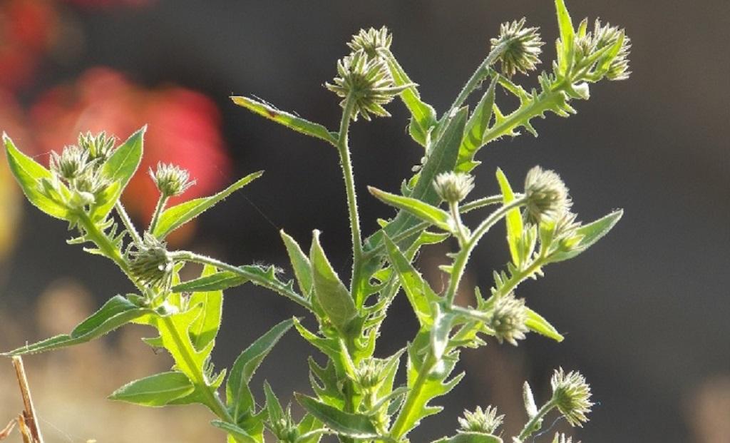 Diversity of threatened medicinal plants