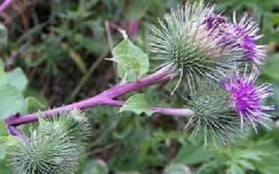 Diversity of Crop Wild Relatives and Edible Wild Plants in Ethiopia