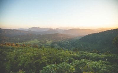 Tree Species Richness and Carbon Stock in Tripura University Campus, Northeast
India