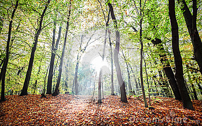 Visual Perceptions and Forest Landscape Design Principles along Walking Trails