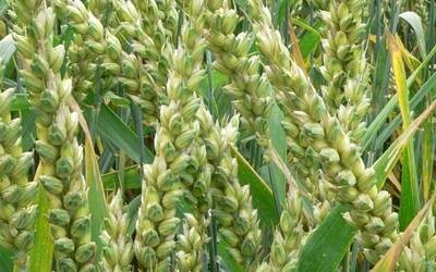 A Review on Status of Conservation and Sustainable Use of Sorghum Genetic Resources in Sudan