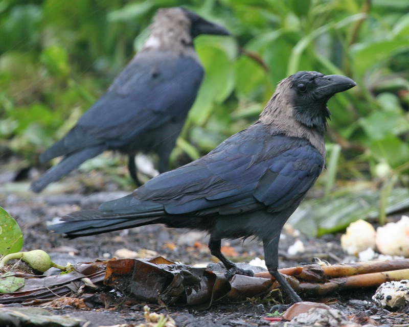 House Crow (Corvus splendens) Eradication Measures from eThekwini Municipality, KwaZulu-Natal, South Africa