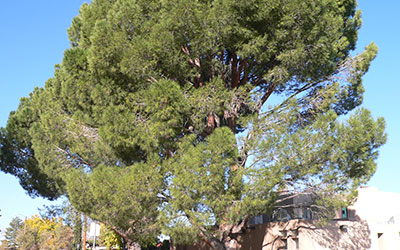 How Does Forwarding of Pinus pinea Plantations Affect the Recovery of Plant Assemblages of Stabilised Dunes?