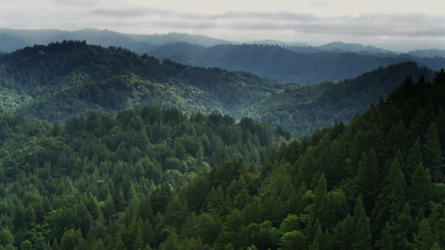 Environmental Change is Killing East Coast Forests