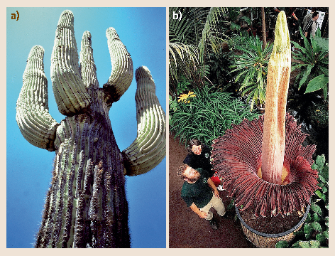 Connection between plant advancement constructions and surface unpleasantness