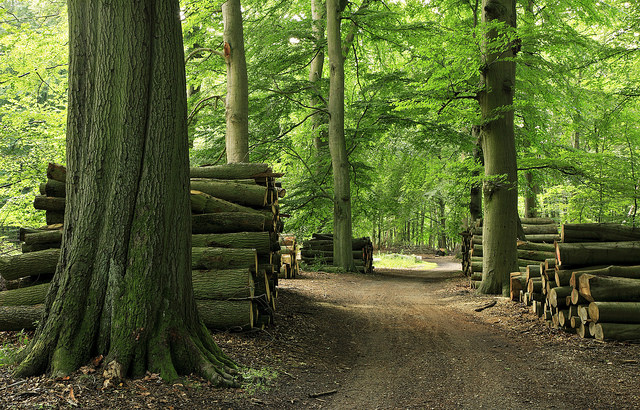 Ethnobotanical Investigation of Plant Non-wood Timberland Items in the Coastal Area