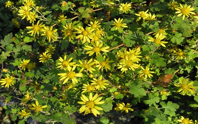 Influence of Environment and Space on Haplotype Composition Structure of Populations of Chrysanthemum indicum L. (Compositae) in China with a Prediction of its Suitable Range