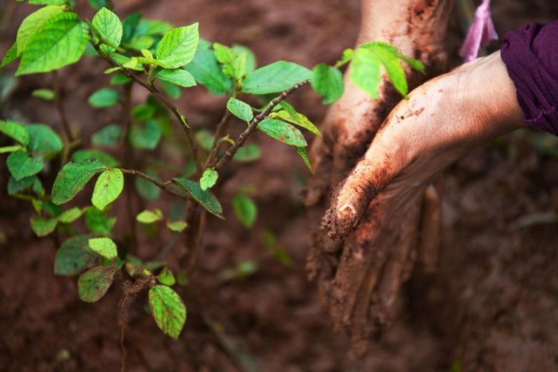 Differentiating Responses of Soil Respiration Components in Soil preservation