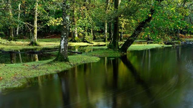 The Effects of Flooding on Forests Physical Structure in the Amazon