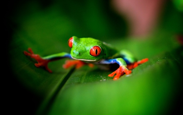Research analysis of the skin of the green frogs has found many new proteins
