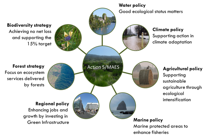 Biodiversity Management for Ecosystem