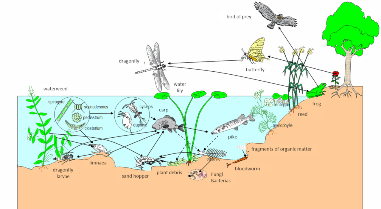 Biodiversity Diversity Exists with Bacterial Populations