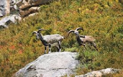 A Glimpse of Vegetation and Threatened Medicinal Plant Diversity of Govind Wildlife Sanctuary, Garhwal Himalaya