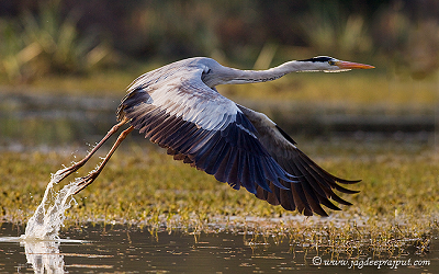 Emergence of Spatial Patterns in a Simple Model of Wetland Ecosystem: Application to Keoladeo National Park (KNP), India