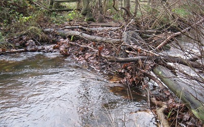 Out of the Woods: Mitigating Negative Impacts of Unused Forest Roads on Amphibians with Woody Debris